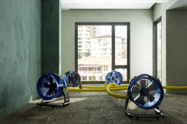 Best Ceiling water damage repair  in Cokato, MN